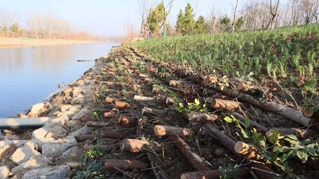浙江南四湖流域丰沛运河生态修复提升项目