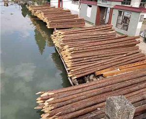 浙江浙江河道木桩