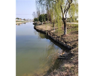 浙江浙江河道木桩