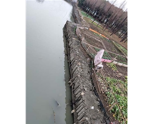 浙江浙江河道木桩